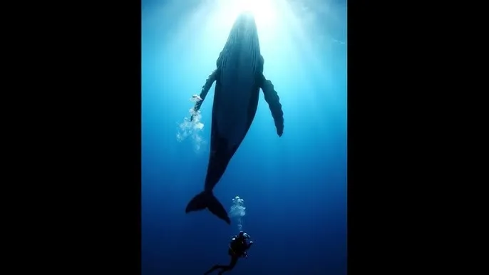 海角色区 - 深蓝星球：探索海洋深处的未知世界